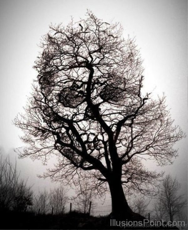 Dry Tree Illusion