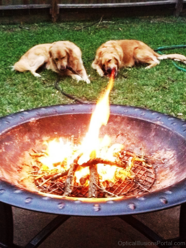 Fire Breathing Dog Optical Illusion 1
