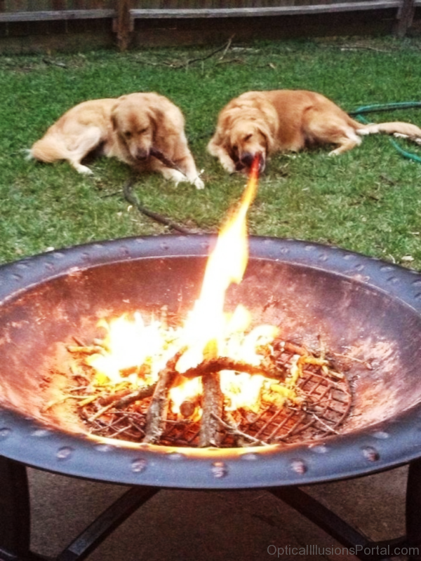 Fire Breathing Dog Optical Illusion