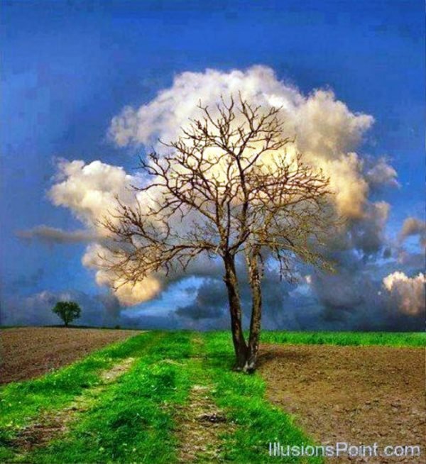 Fluffy Tree Illusion