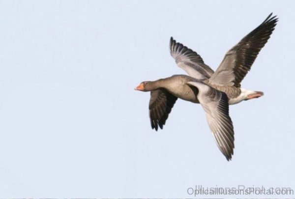 Funny Looking Birds