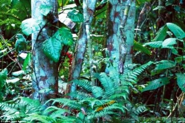 Hidden Jungle Animal Optical Illusion