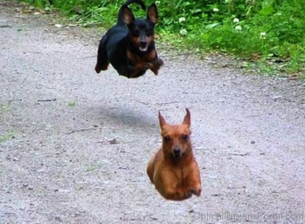 Hover Dogs