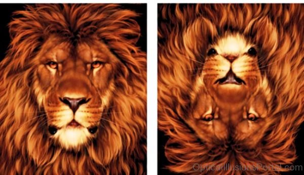 Lion Mouse Illusion