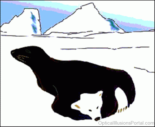 Optical Illusion Of Seal bear