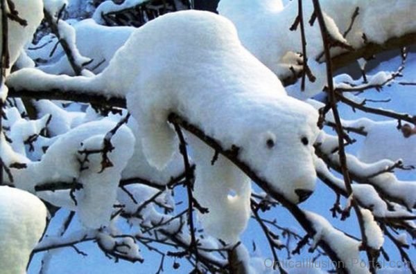 Relaxing Polar Bear Illusion