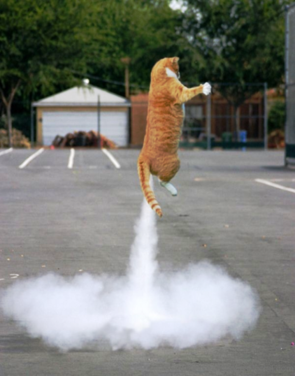 Rocket Cat Optical Illusion 1