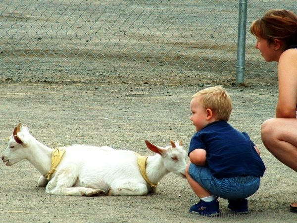 Two Goats Or One Goat With Two Heads