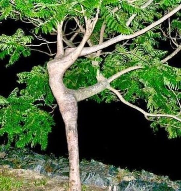 Dancing Tree Girl Illusion (1)