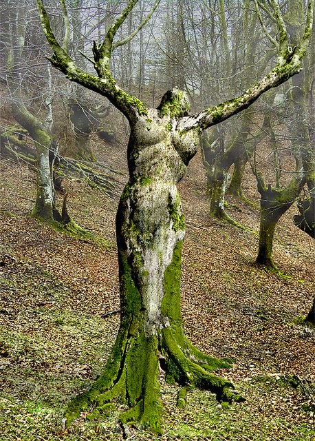 Mother Nature Tree Natural Optical Illusion