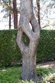 Optical Illusion Of Tree 10