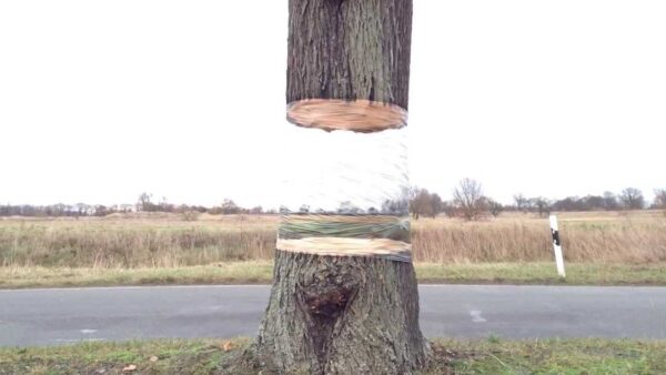 Optical Illusion Of Tree 12