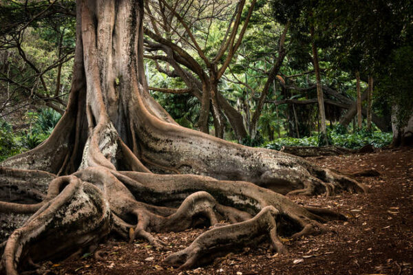 Optical Illusion Of Tree 4