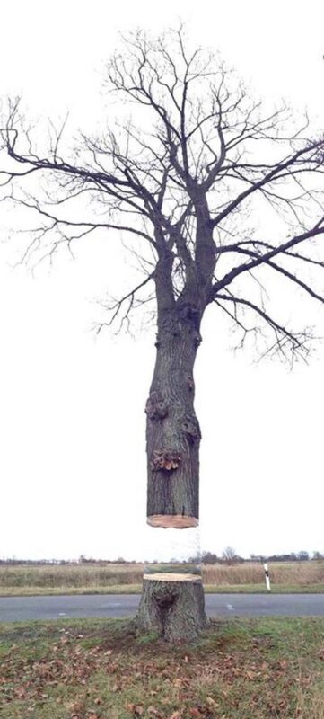 Optical Illusion Of Tree 6