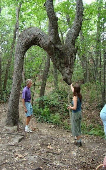 Optical Illusion Of Tree 7