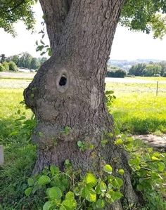 Optical Illusion Of Tree 8