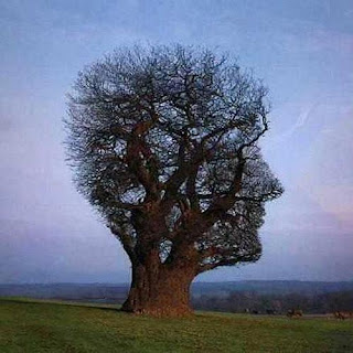 Square Tree Or Face Natural Illusion