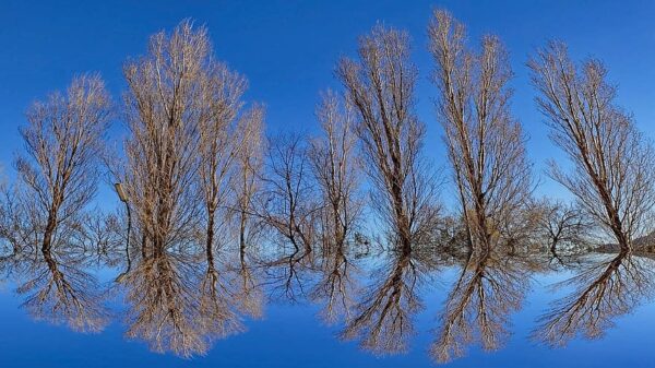 Background Mirror Reflection Optical Illusion Tree Sky Blue Nature