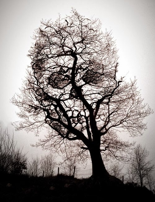 Creepy Tree Optical Skull Illusion