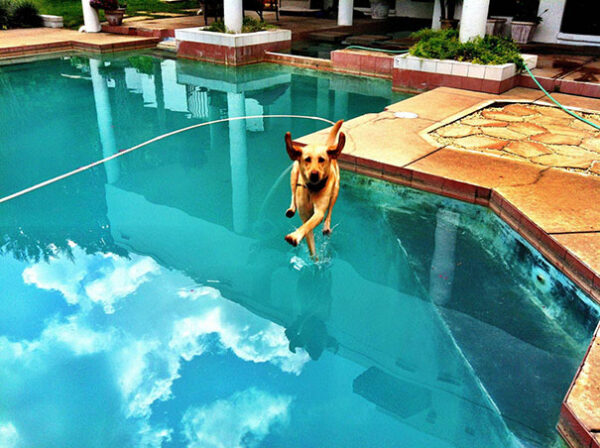 Dog Running On Water